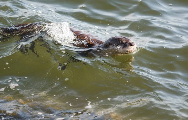 River Otter Estado Selvagem Animal Natureza Fauna — Fotografia de Stock