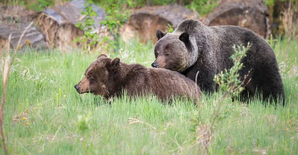 Grizzlis Sauvages Animaux Nature Faune — Photo