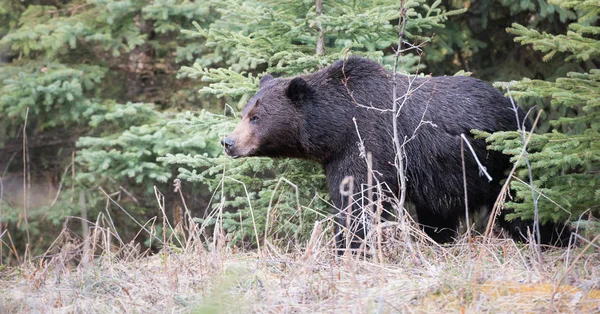 Orso Grizzly Selvatico Animale Natura Fauna — Foto Stock