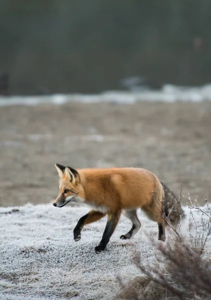 Rubah Merah Hewan Alam Fauna — Stok Foto