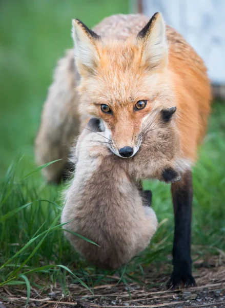 Vörös Rókák Állatok Természet Állatvilág Anya Egy Készlet — Stock Fotó