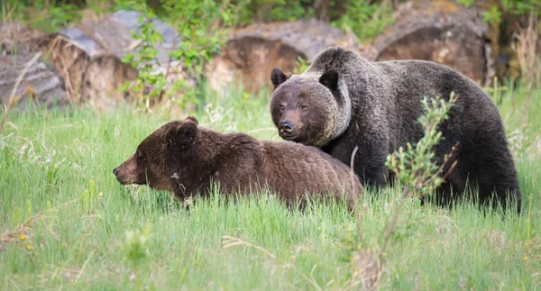 Medvědi Grizzly Divočině Zvířata Příroda Fauna — Stock fotografie