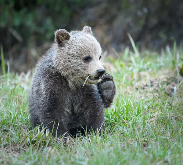 Niedźwiedź Grizzly Dziki Zwierzę Natura Fauna — Zdjęcie stockowe