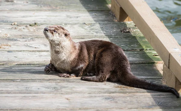 River Otter Estado Salvaje Animal Naturaleza Fauna — Foto de Stock