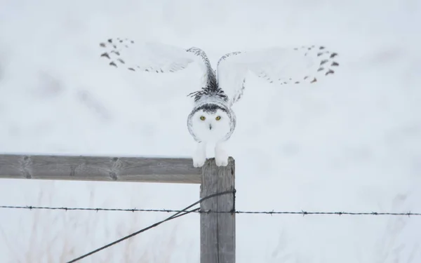 stock image Owl in wild, animal. Nature, fauna