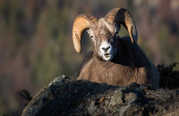 Wilde Bighorn Schapen Natuur Fauna — Stockfoto