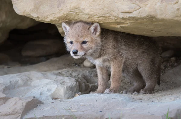 Coyote Het Wild Dier Natuur Fauna — Stockfoto