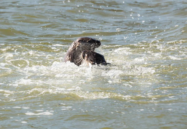 River Otters Wild Animals Nature Faune — Photo