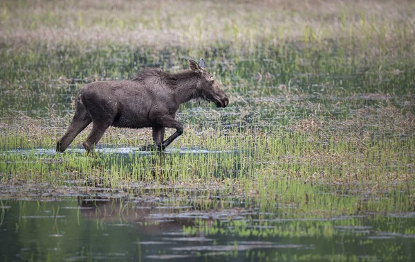 Alce Selvagem Animal Natureza Fauna — Fotografia de Stock