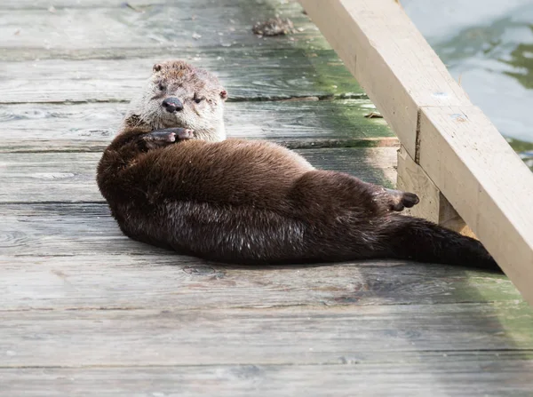 川野生ではカワウソ — ストック写真