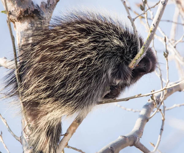 Dikobraz Divočině Zvíře Příroda Fauna — Stock fotografie