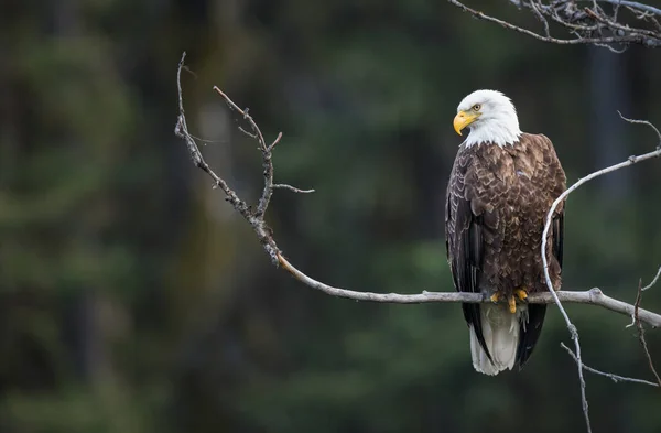 Águia Estado Selvagem Pássaro Natureza Fauna — Fotografia de Stock