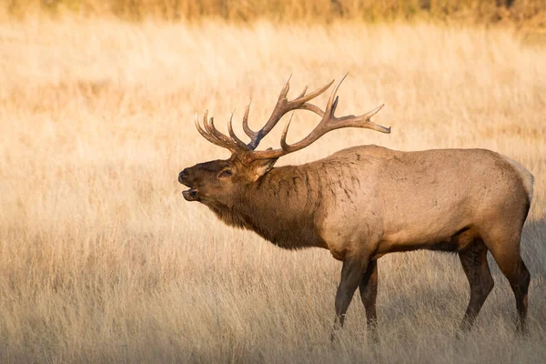 Wild Elk Animal Nature Fauna — Stock Photo, Image