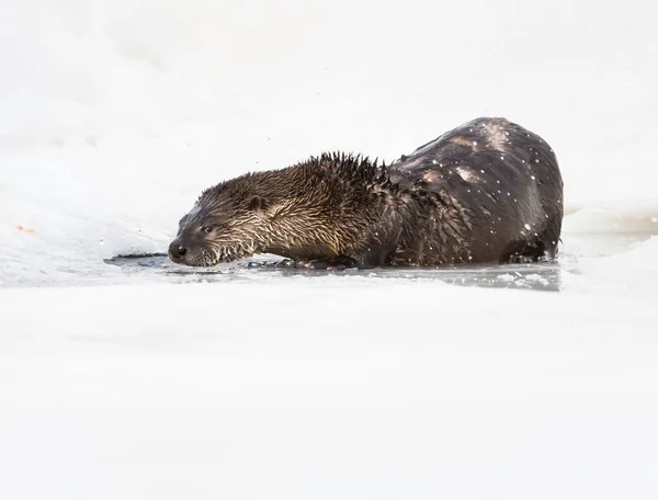 Wilder Flussotter Tier Natur Fauna — Stockfoto