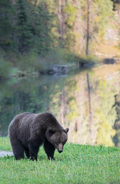 Urso Pardo Selvagem Animal Natureza Fauna — Fotografia de Stock