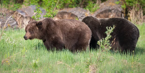 Medvědi Grizzly Divočině Zvířata Příroda Fauna — Stock fotografie