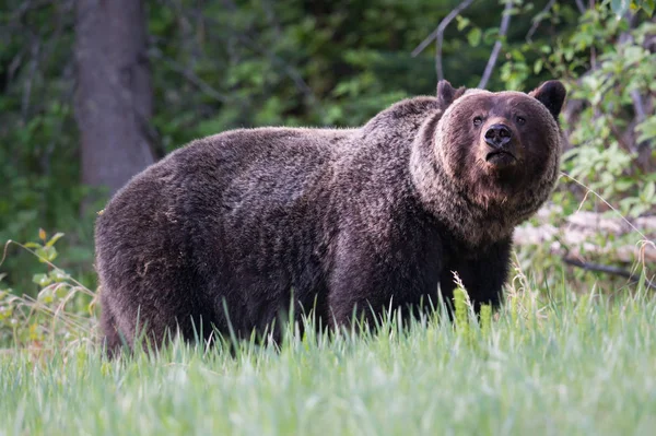 Orso Grizzly Selvatico Animale Natura Fauna — Foto Stock