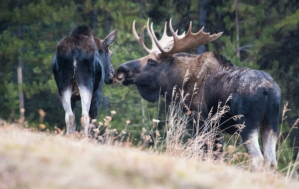 Elg Naturen Dyr Natur Fauna - Stock-foto