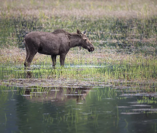 Moose Wild Animal Nature Fauna — Stock Photo, Image