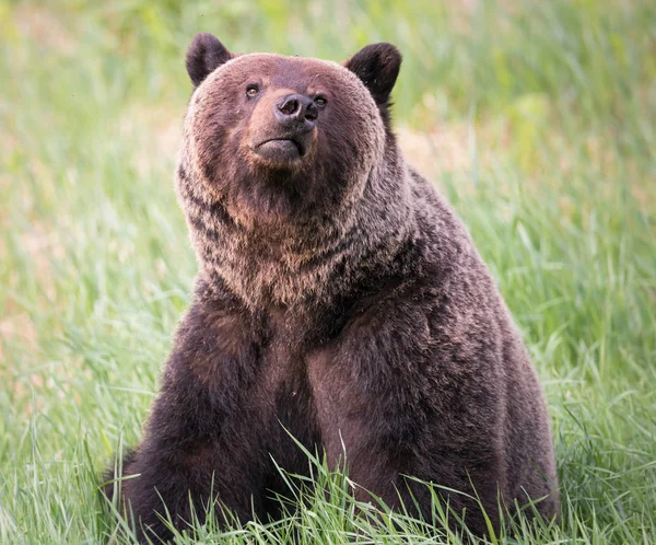 Divoký Medvěd Grizzly Zvíře Příroda Fauna — Stock fotografie