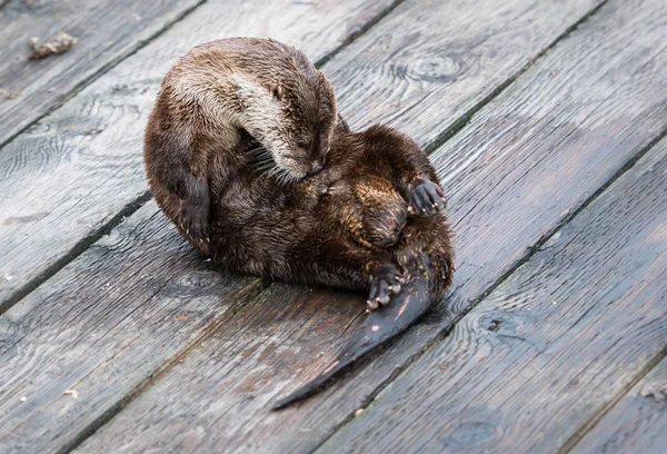 Fischotter Auf Einem Steg — Stockfoto