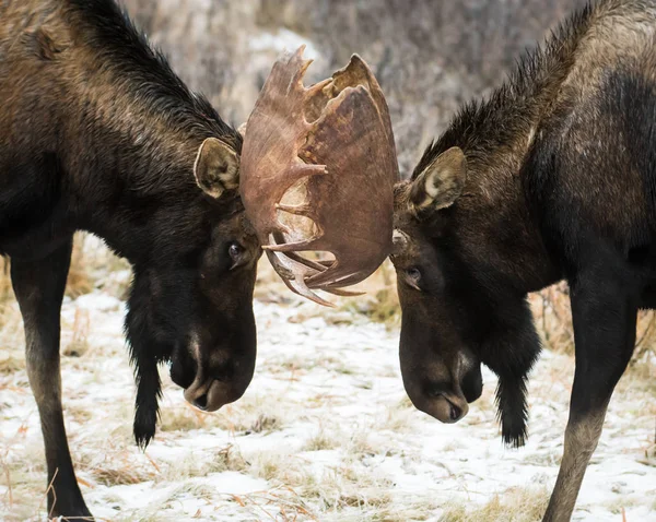 Elche Freier Wildbahn Natur Fauna — Stockfoto