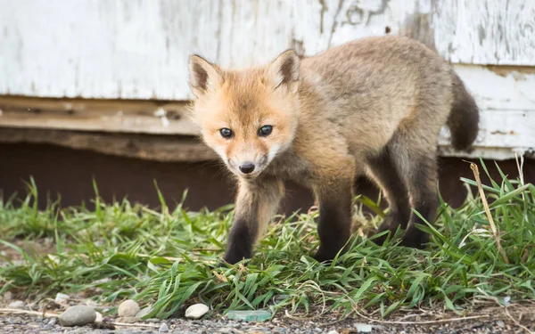 Red Fox Wild Animal Nature Fauna — Stockfoto