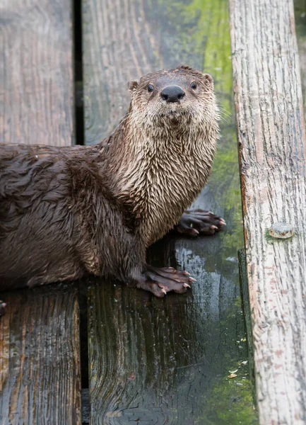 Fiume Otter Natura Animale Natura Fauna — Foto Stock
