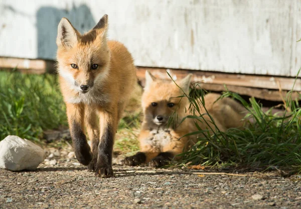 Röda Rävar Djur Natur Fauna — Stockfoto