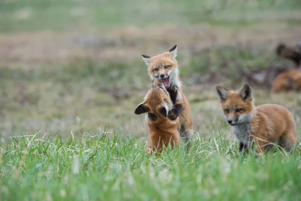 Kits Zorro Animales Naturaleza Fauna — Foto de Stock