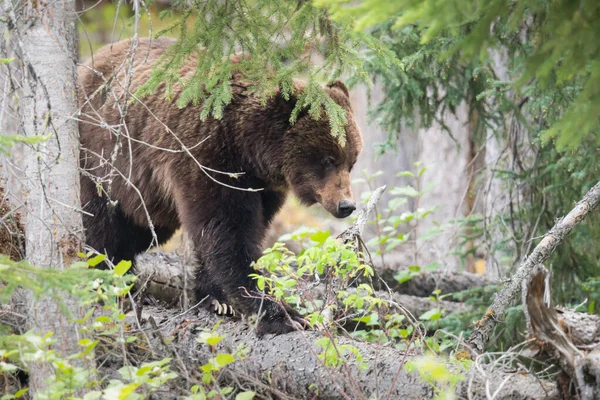 Divoký Medvěd Grizzly Zvíře Příroda Fauna — Stock fotografie