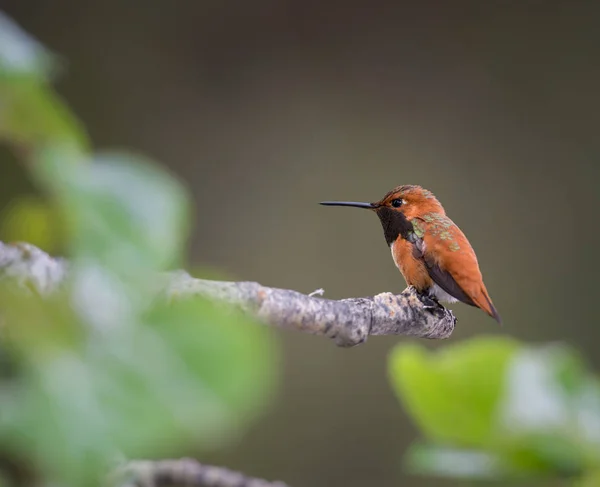 Kolibrie Het Wild Vogel Natuur Fauna — Stockfoto