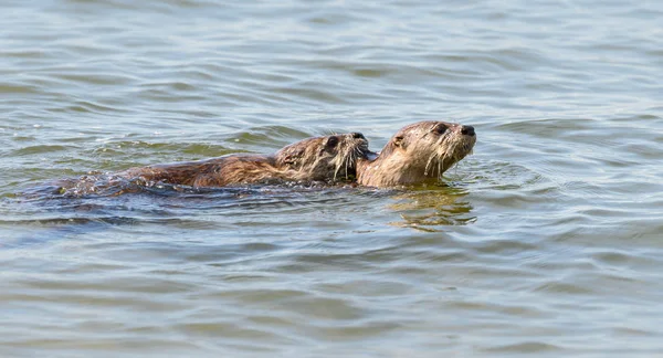 River Otters Wild Animals Nature Fauna — Stock Photo, Image