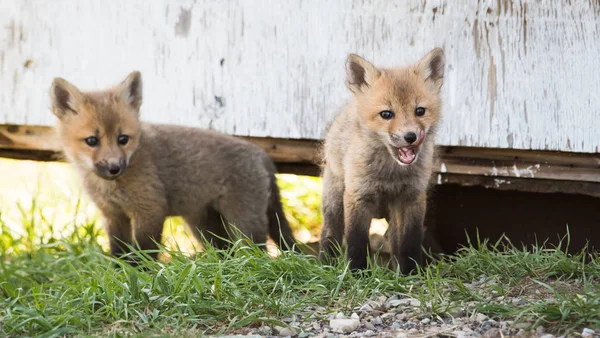 Rävsatser Djur Natur Fauna — Stockfoto