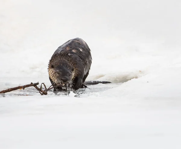 Dzika Wydra Zwierzę Natura Fauna — Zdjęcie stockowe