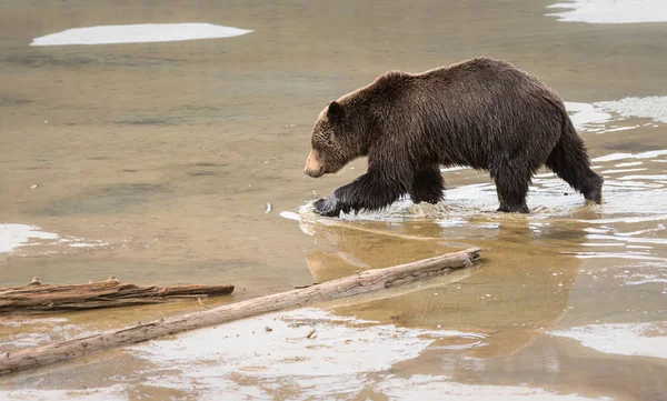 Divoký Medvěd Grizzly Zvíře Příroda Fauna — Stock fotografie