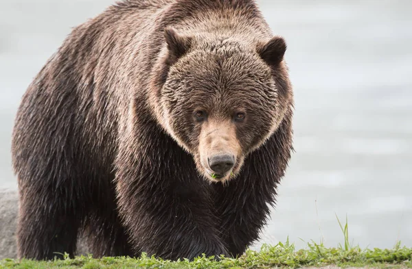 Urso Pardo Selvagem Animal Natureza Fauna — Fotografia de Stock