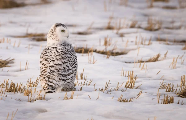 Uggla Vilt Tillstånd Djur Natur Fauna — Stockfoto