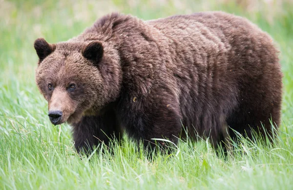 Divoký Medvěd Grizzly Zvíře Příroda Fauna — Stock fotografie