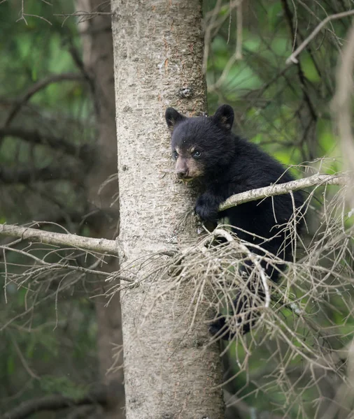 Orso Nero Natura Animale Natura Fauna — Foto Stock