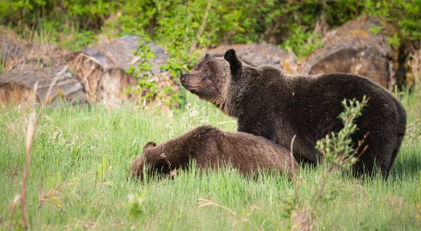 Grizzly Medvék Vadonban Állatok Természet Állatvilág — Stock Fotó