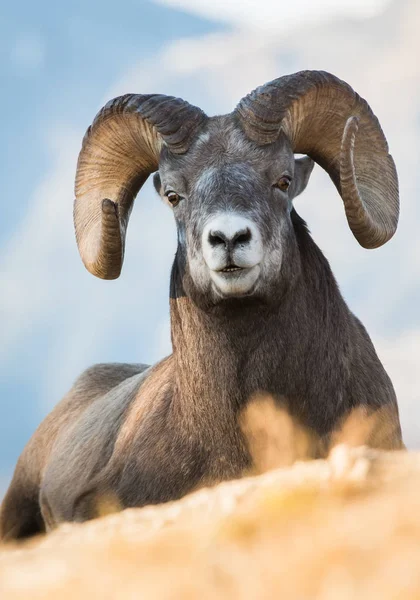Wild Bighorn Sheep Nature Fauna — ストック写真