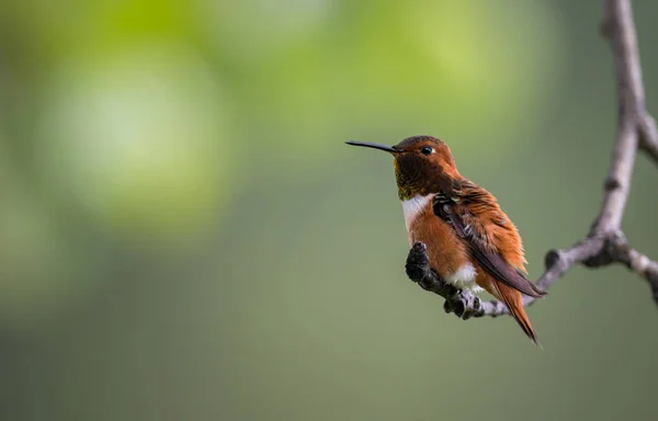 Kolibřík Divočině Ptáku Příroda Fauna — Stock fotografie