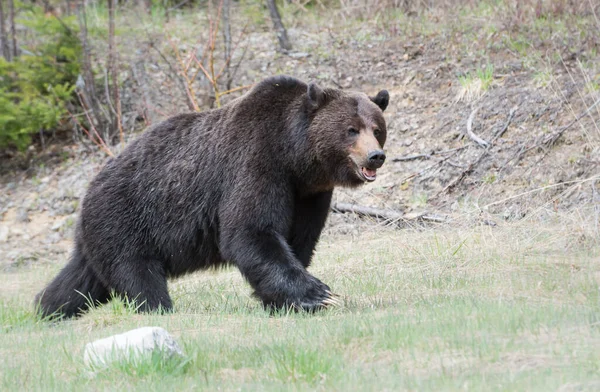 Divoký Medvěd Grizzly Zvíře Příroda Fauna — Stock fotografie