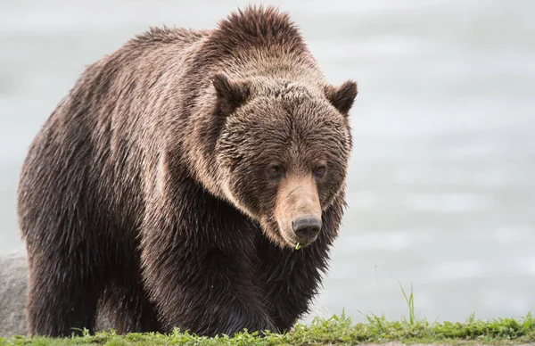 Urso Pardo Selvagem Animal Natureza Fauna — Fotografia de Stock