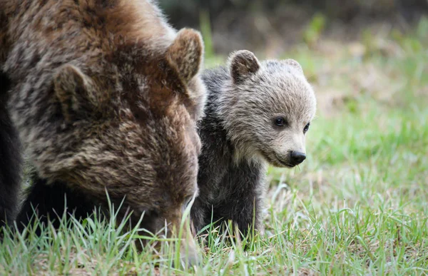 Osos Pardos Salvajes Animales Naturaleza Fauna — Foto de Stock