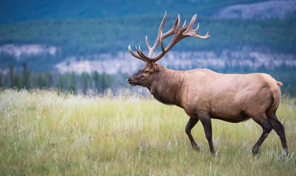 Wapiti Sauvage Animal Nature Faune — Photo