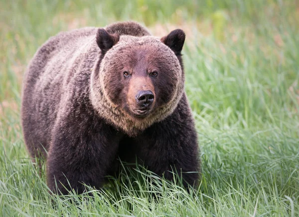 Grizzli Sauvage Animal Nature Faune — Photo