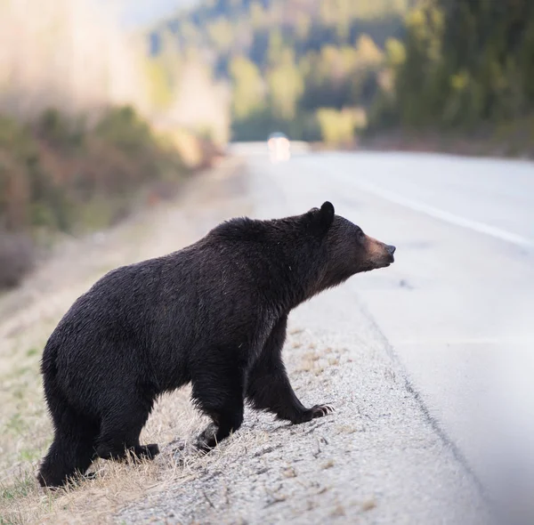 Orso Grizzly Selvatico Animale Natura Fauna — Foto Stock