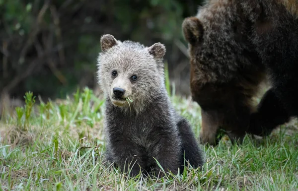 Ведмеді Дикій Природі Тварини Природа Фауна — стокове фото